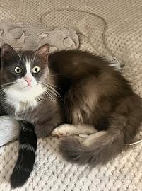 Gattina dolce e buona come il pane