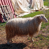 Ariete