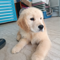 Cuccioli Golden Retriever