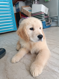 Cuccioli Golden Retriever