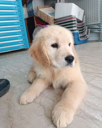 Cuccioli Golden Retriever