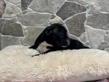 American Bully pocket