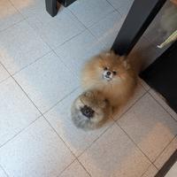 Cucciolo Spitz di Pomerania