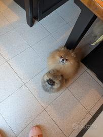 Cucciolo Spitz di Pomerania