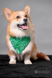 welsh corgi Pembroke per monta