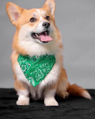 welsh corgi Pembroke per monta