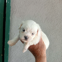 Maltese taglia piccola