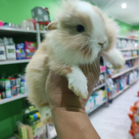 Coniglietti e porcellini d'india