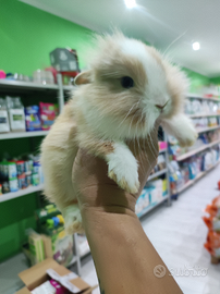 Coniglietti e porcellini d'india