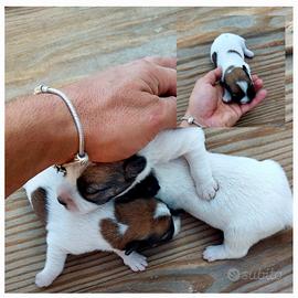 Cuccioli di Jack russell