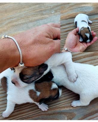 Cuccioli di Jack russell