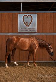 Appaloosa da Reining