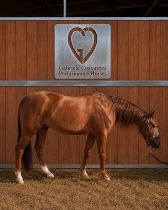 Appaloosa da Reining