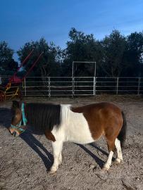 Pony sella e calesse
