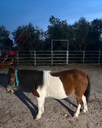 Pony sella e calesse