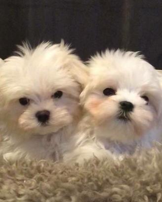 Cuccioli Maltesi Toy