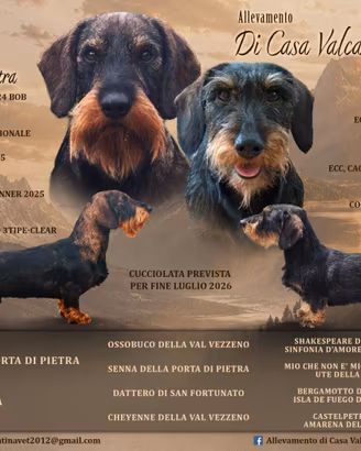 Cuccioli di Bassotto Tedesco Standard a Pelo Duro