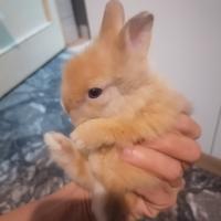 Coniglio nano testa d leone