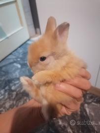 Coniglio nano testa d leone