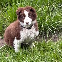 Cucciolo di border collie