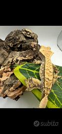 Geco ciliatus