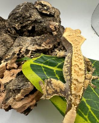 Geco ciliatus