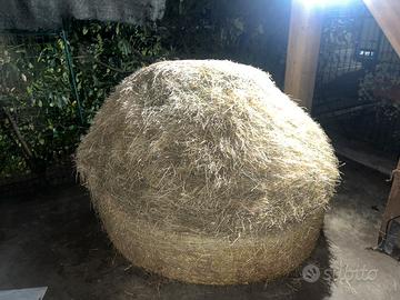 Rotoballa di fieno primo taglio