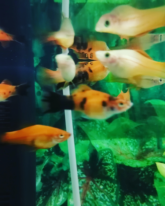 Pesci tropicali e acqua fredda