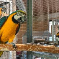 Coppie riproduttive pappagalli