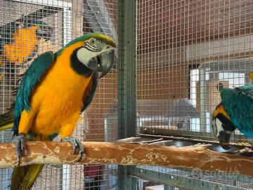 Coppie riproduttive pappagalli