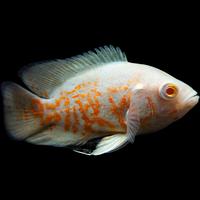 Ciclid Astronotus Ocellatus albino tiger