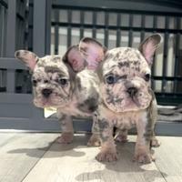 Cucciolata bulldog francesi merle maschi