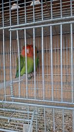 Pappagalli inseparabili