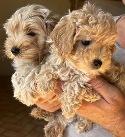 Maltipoo