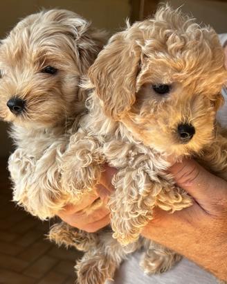 Maltipoo