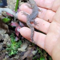 Lugubris - Deliziosi piccoli gechi allevati a mano