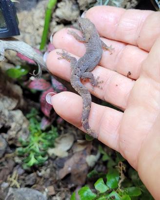 Lugubris - Deliziosi piccoli gechi allevati a mano