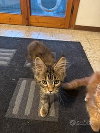 Cuccioli di Main coon età 4 mesi
