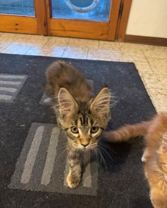 Cuccioli di Main coon età 4 mesi