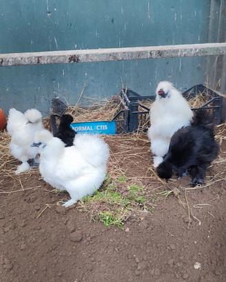 Galline moroseta