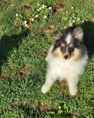 Pastore dello shetland PICCOLO LASSIE