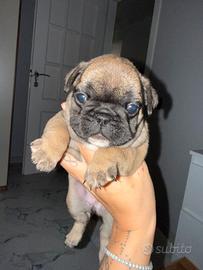 Bulldog francese