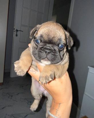 Bulldog francese