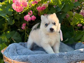 Siberian husky con pedigree ENCI