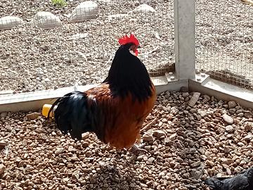Gallo e tacchino