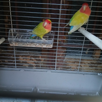 Palazzolo sull'Oglio