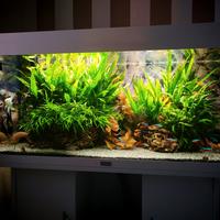 Rio 180 250 euro trattabili