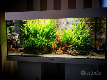 Rio 180 250 euro trattabili