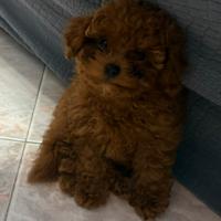 Barboncino toy alta genealogia