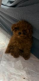 Barboncino toy alta genealogia